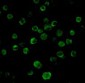 DR5 Antibody